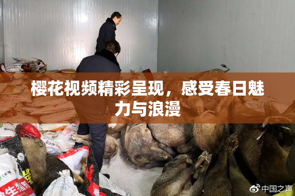 樱花视频精彩呈现，感受春日魅力与浪漫