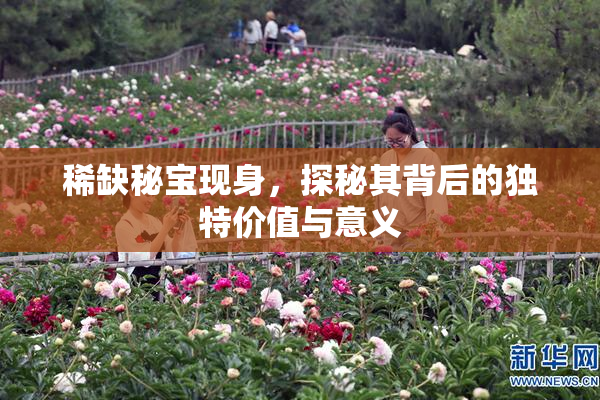 稀缺秘宝现身，探秘其背后的独特价值与意义