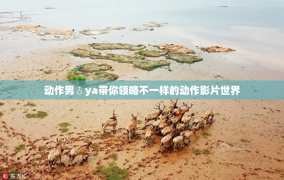 动作男♂ya带你领略不一样的动作影片世界