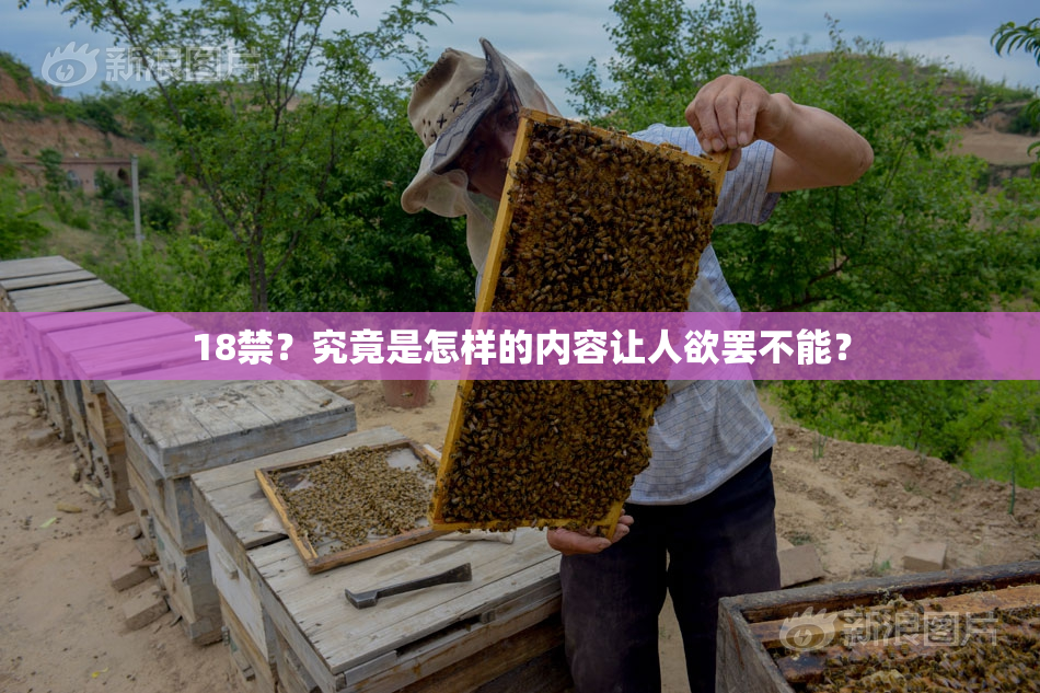 18禁？究竟是怎样的内容让人欲罢不能？