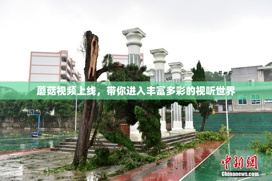 蘑菇视频上线，带你进入丰富多彩的视听世界