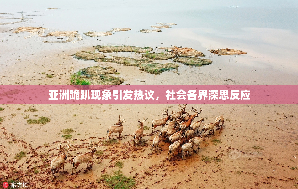 亚洲跪趴现象引发热议，社会各界深思反应