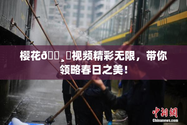 樱花🌸‌视频精彩无限，带你领略春日之美！