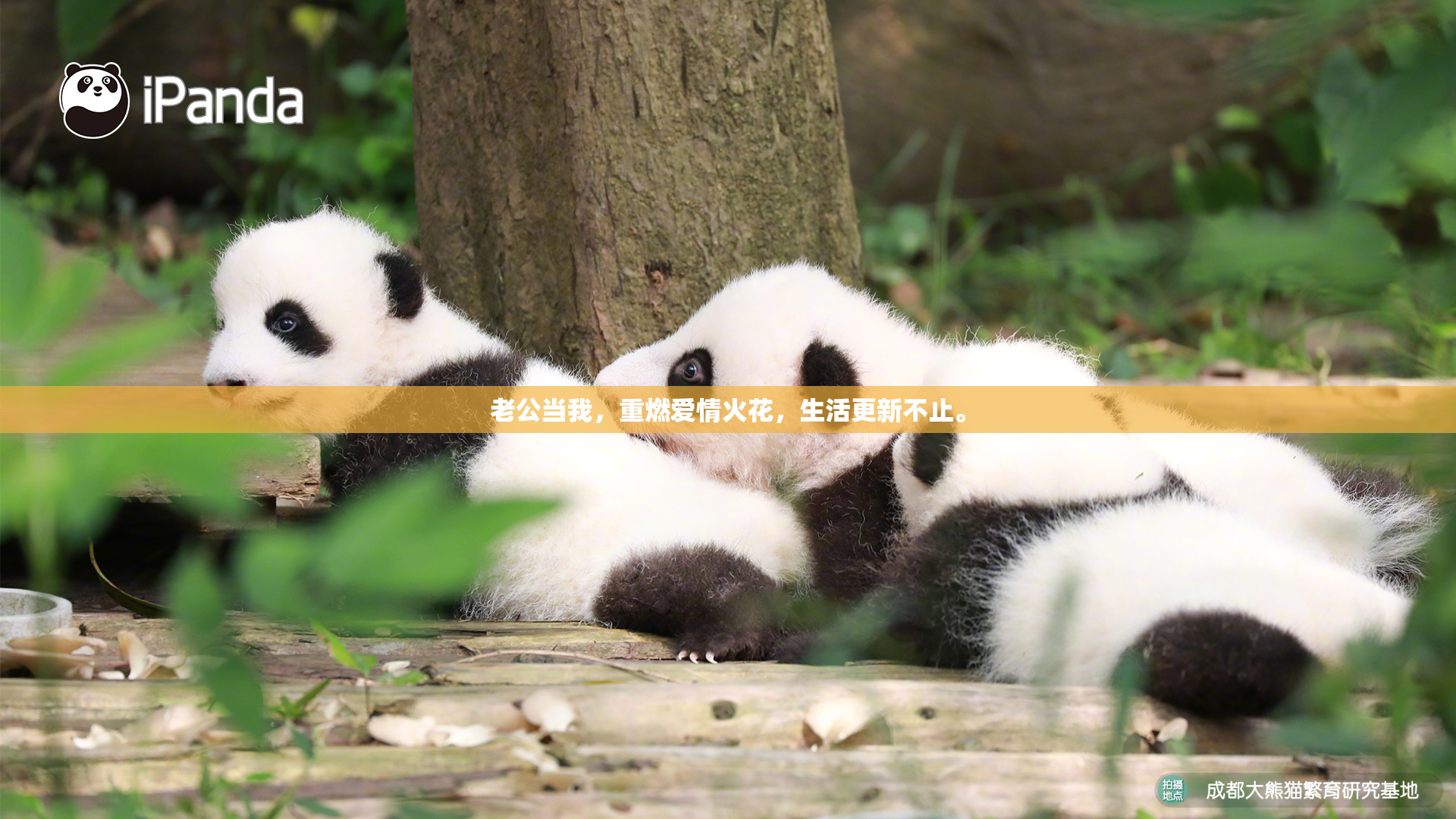 老公当我，重燃爱情火花，生活更新不止。