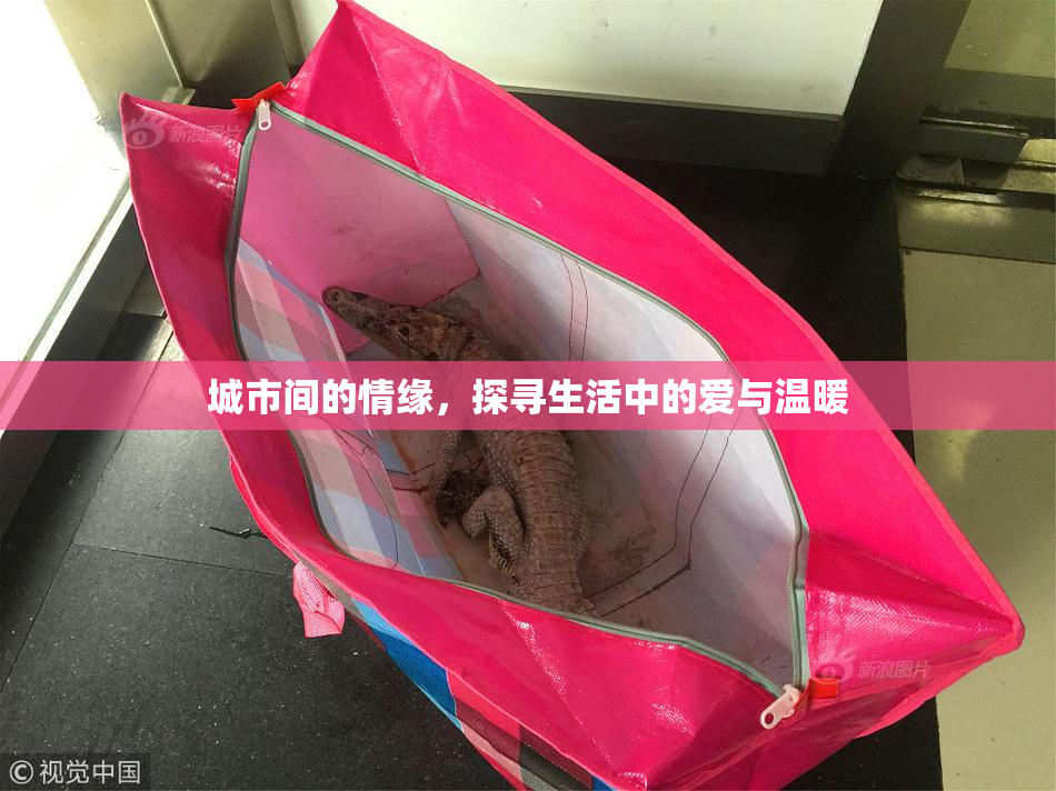 城市间的情缘，探寻生活中的爱与温暖