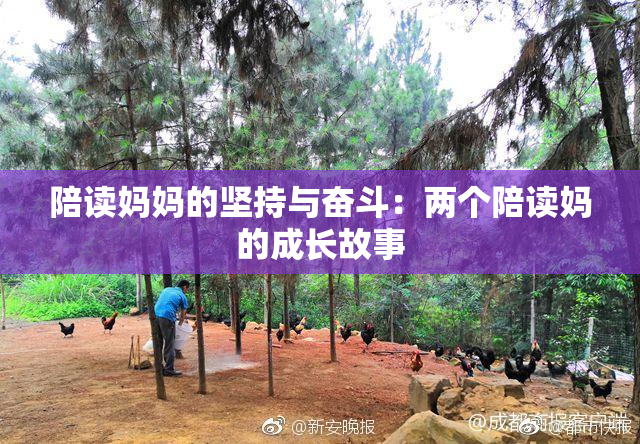 陪读妈妈的坚持与奋斗：两个陪读妈的成长故事