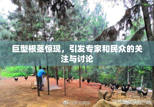 巨型根茎惊现，引发专家和民众的关注与讨论