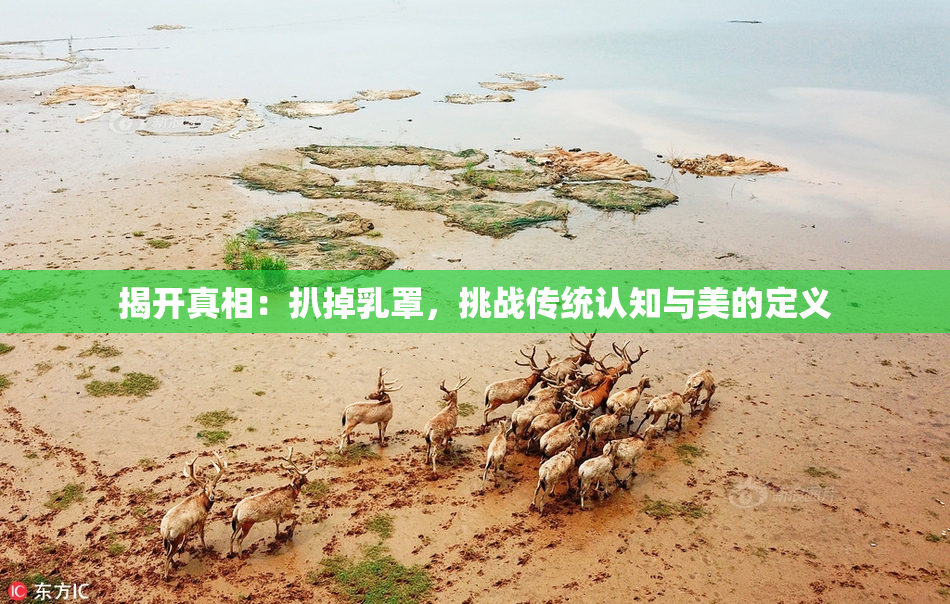 揭开真相：扒掉乳罩，挑战传统认知与美的定义