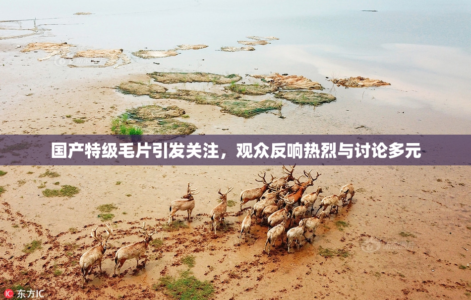 国产特级毛片引发关注，观众反响热烈与讨论多元