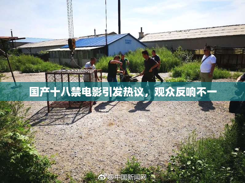 国产十八禁电影引发热议，观众反响不一