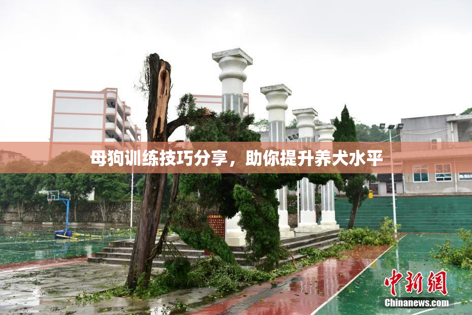 母狗训练技巧分享，助你提升养犬水平