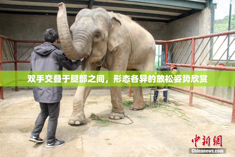 双手交叠于腿部之间，形态各异的放松姿势欣赏