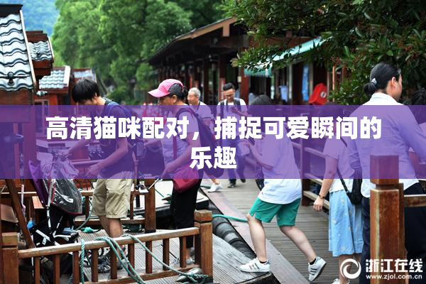 高清猫咪配对，捕捉可爱瞬间的乐趣