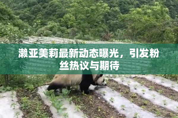濑亚美莉最新动态曝光，引发粉丝热议与期待