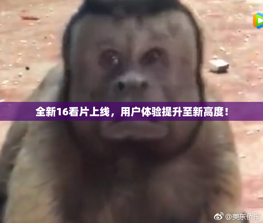 全新16看片上线，用户体验提升至新高度！