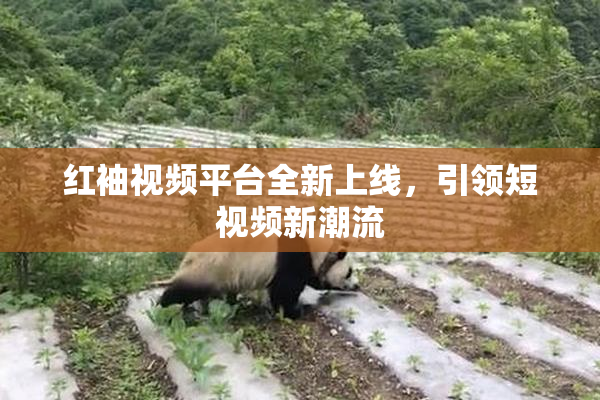红袖视频平台全新上线，引领短视频新潮流