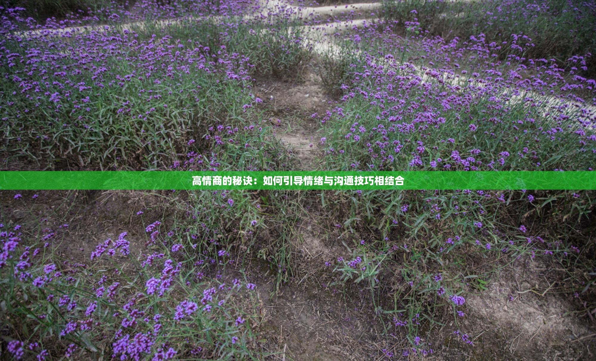 高情商的秘诀：如何引导情绪与沟通技巧相结合