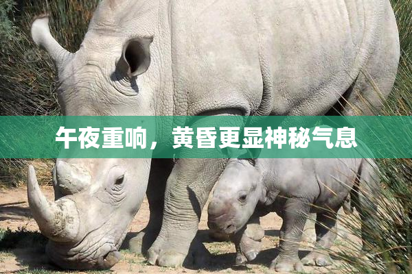 午夜重响，黄昏更显神秘气息