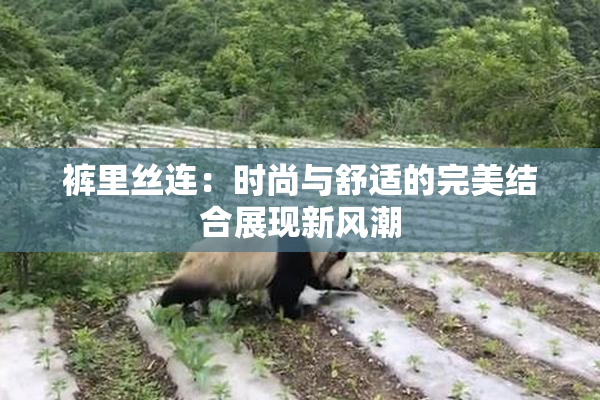 裤里丝连：时尚与舒适的完美结合展现新风潮