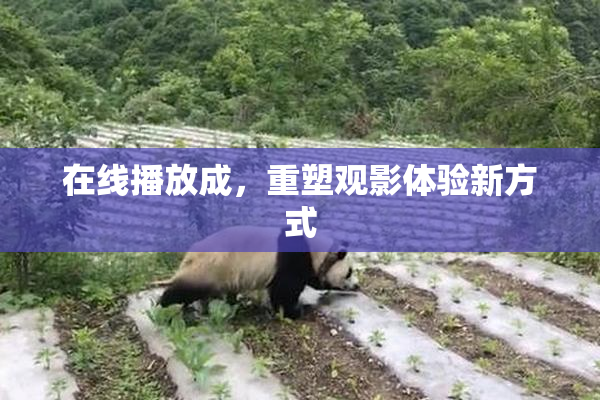 在线播放成，重塑观影体验新方式