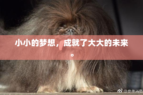 小小的梦想，成就了大大的未来。