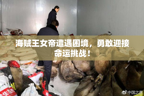 海贼王女帝遭遇困境，勇敢迎接命运挑战！