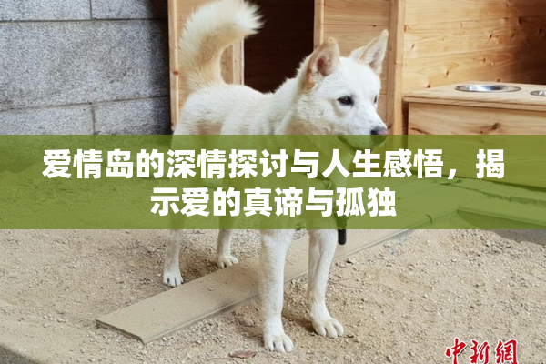 爱情岛的深情探讨与人生感悟，揭示爱的真谛与孤独
