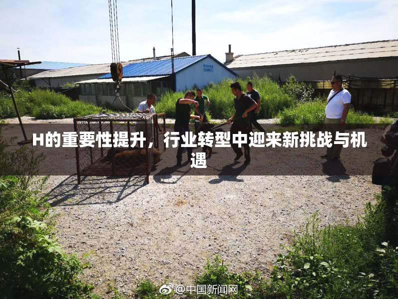 H的重要性提升，行业转型中迎来新挑战与机遇