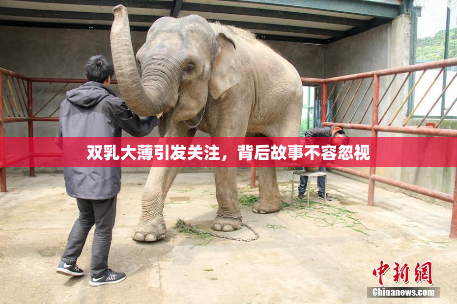 双乳大薄引发关注，背后故事不容忽视