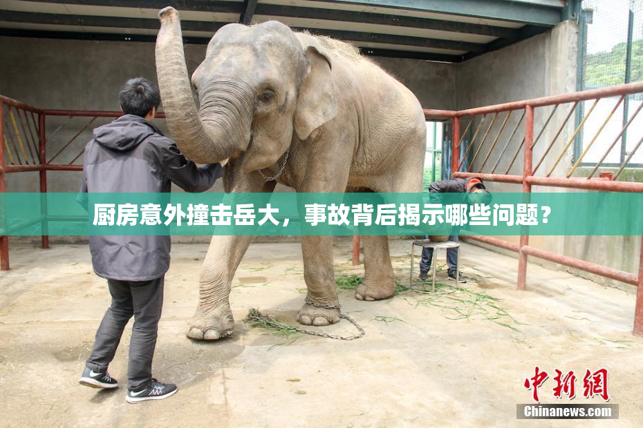 厨房意外撞击岳大，事故背后揭示哪些问题？