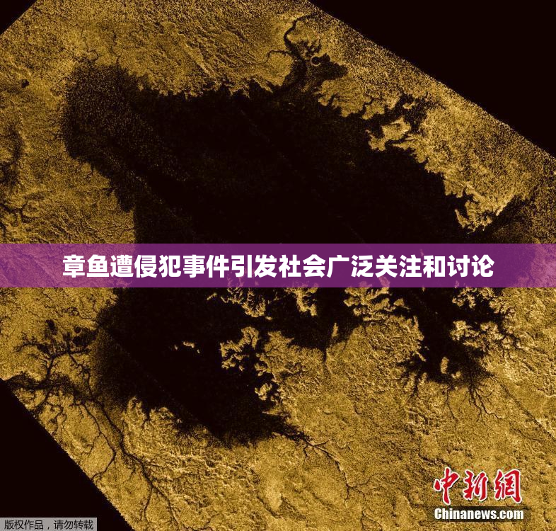 章鱼遭侵犯事件引发社会广泛关注和讨论