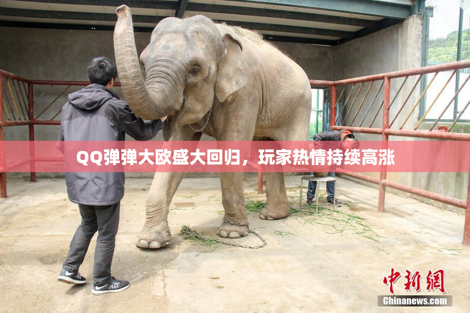 QQ弹弹大欧盛大回归，玩家热情持续高涨