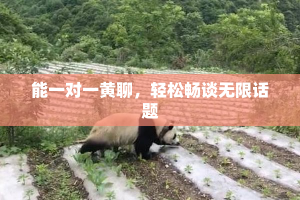 能一对一黄聊，轻松畅谈无限话题