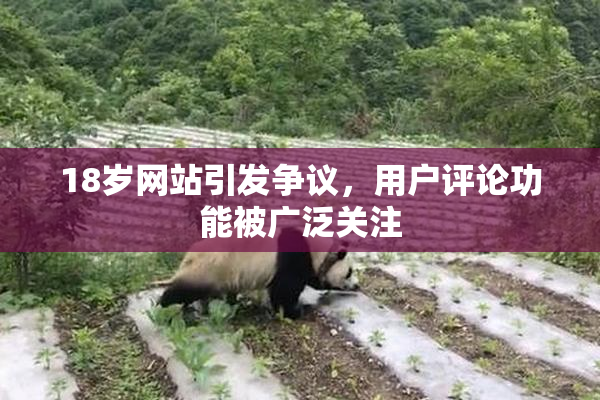 18岁网站引发争议，用户评论功能被广泛关注