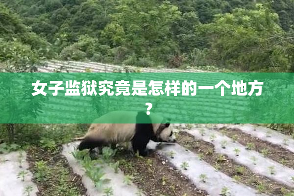 女子监狱究竟是怎样的一个地方？