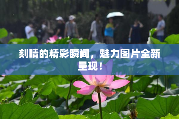 刻晴的精彩瞬间，魅力图片全新呈现！