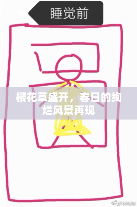 樱花草盛开，春日的绚烂风景再现