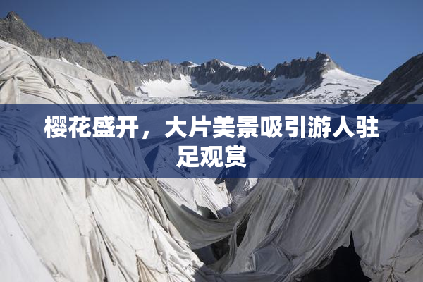 樱花盛开，大片美景吸引游人驻足观赏