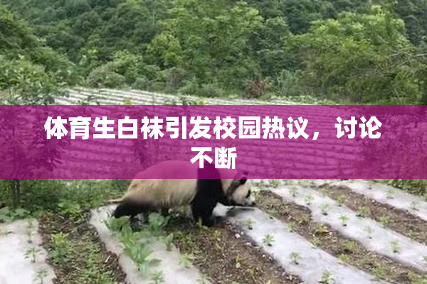 体育生白袜引发校园热议，讨论不断
