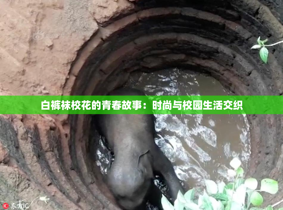 白裤袜校花的青春故事：时尚与校园生活交织