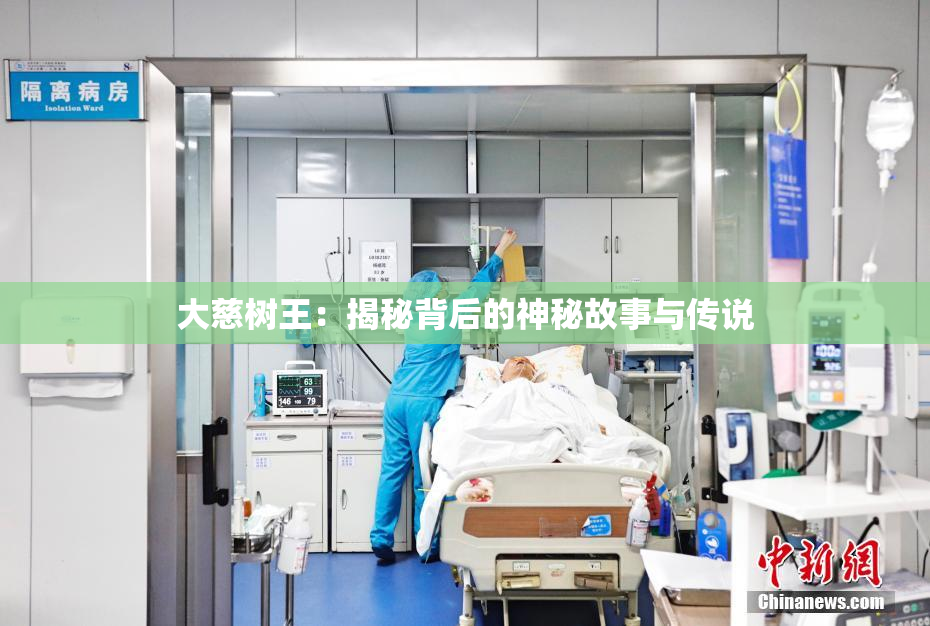 大慈树王：揭秘背后的神秘故事与传说