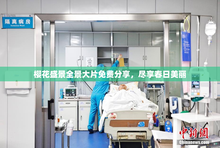 樱花盛景全景大片免费分享，尽享春日美丽