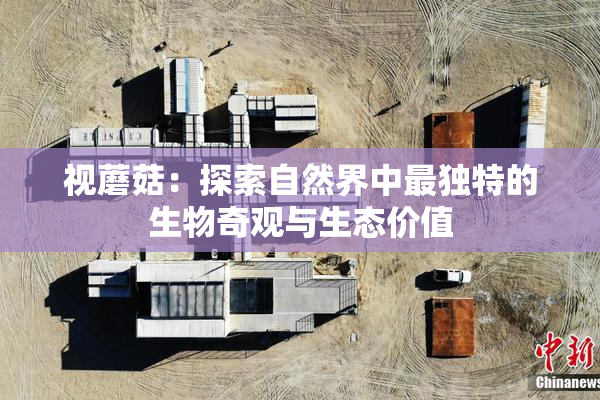 视蘑菇：探索自然界中最独特的生物奇观与生态价值