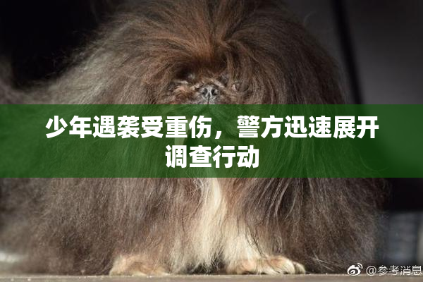 少年遇袭受重伤，警方迅速展开调查行动