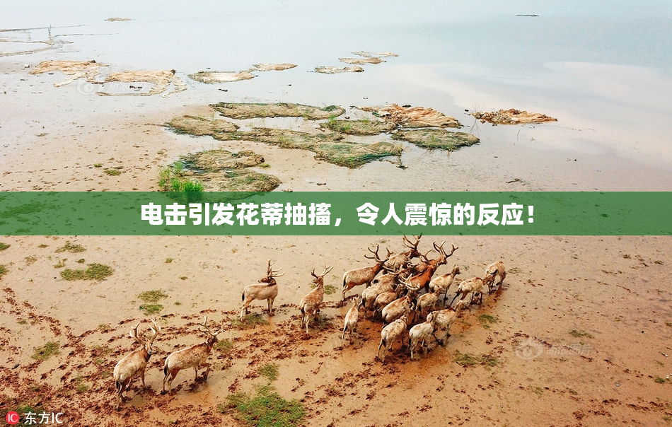电击引发花蒂抽搐，令人震惊的反应！