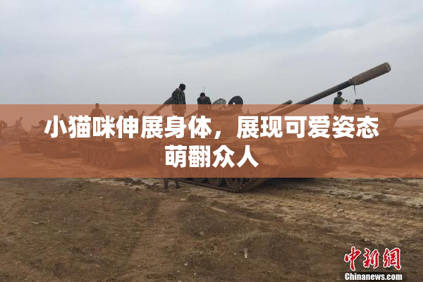 小猫咪伸展身体，展现可爱姿态萌翻众人