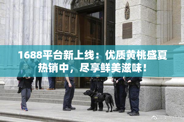 1688平台新上线：优质黄桃盛夏热销中，尽享鲜美滋味！