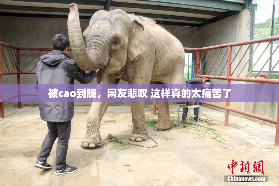 被cao到腿，网友悲叹 这样真的太痛苦了