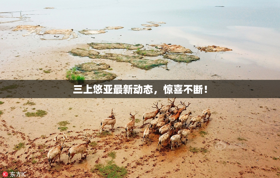 三上悠亚最新动态，惊喜不断！