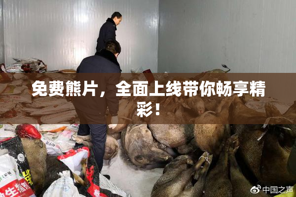 免费熊片，全面上线带你畅享精彩！